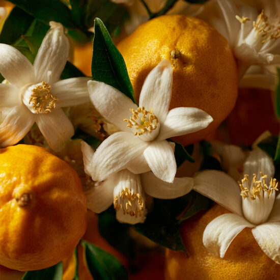 HEADSPACE Champaca - Extrait de Parfum 50ml – Bild 5