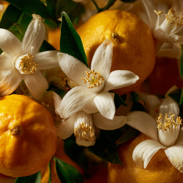 HEADSPACE Champaca - Extrait de Parfum 50ml